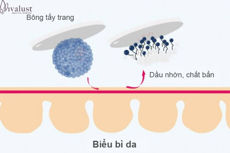 Các phân tử Mixen có một đầu ưa nước và một đầu ưa dầu